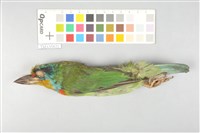 藏品(五色鳥)的圖片